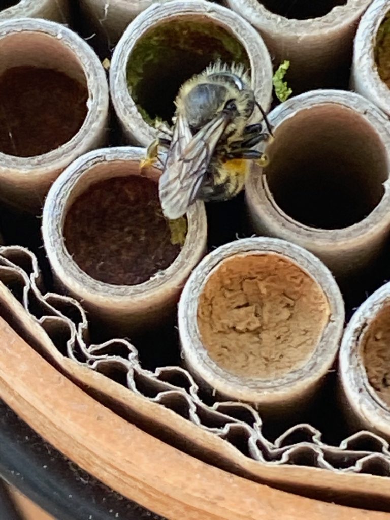 Orange vented mason bee sealing her nest with pesto