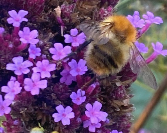 Late forage for pollinators