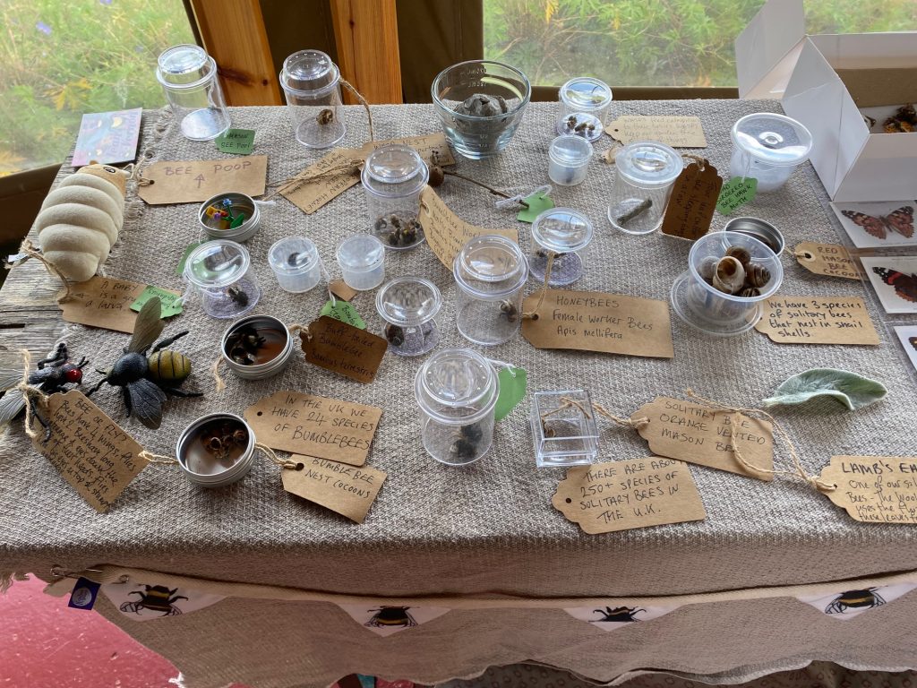 Magnifying pots of bees and pollinator specimens